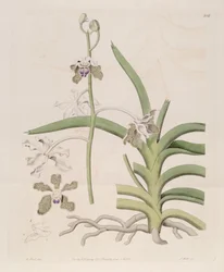 Illustration de Vanda tessellata (comme syn. Vanda roxburghii)